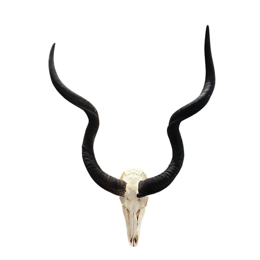 Kudu Skull - Real Greater Kudu Antelope Skull - Wall Art African Decor Antler Horn | Size: 42X23X18”/ 39.5" and 42.5" horns