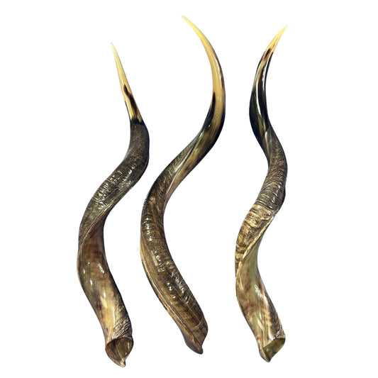 Kudu Horn African Antelope Outer Horn Size Medium (Half Polished)