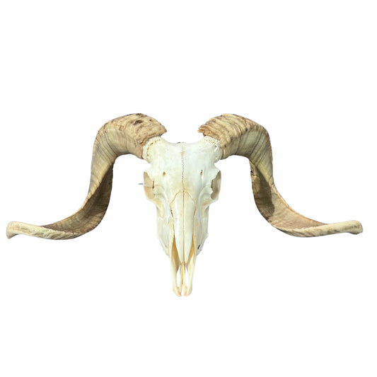 Real Ram Skull Real Merino Ram Skull - Approx Size: 27X13X9 inches Skull # 23