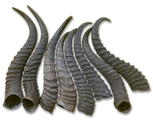 2 Natural Springbok Horn Set (left and right horn) Size: 8 to 11 inches long