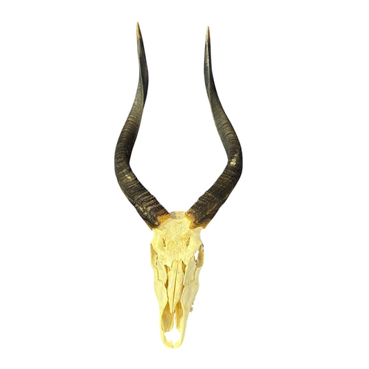 Nyala Skull Cap- Real Deer Skull - Approximate Size: 33LX13WX13D" Wall Art, Man Cave Skull Wall Decor (Genuine Nyala Antelope -27" horns)