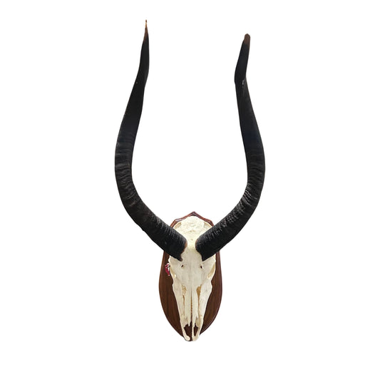 Nyala Skull- Real Deer Skull - Approximate Size: 33LX14WX19D" Wall Art, Skull Wall Decor (Genuine Nyala Antelope -26" and 27 horns)