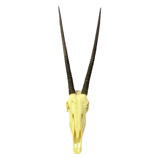 Real Oryx Skull African Wall Art Skull Taxidermy Man Gift Trophy Size Gemsbok Skull 34" horns Wall Art Antelope Skull Taxidermy for Man Cave