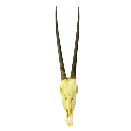 Real Oryx Skull African Wall Art Skull Taxidermy Man Gift Trophy Size Gemsbok Skull 39" horns Wall Art Antelope Skull Taxidermy for Man Cave