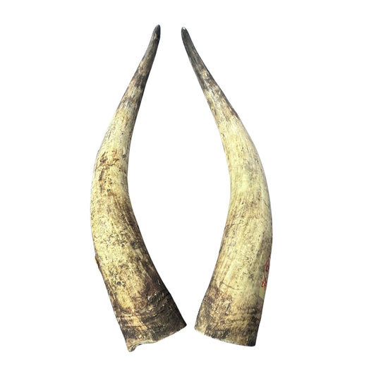 LongHorn Steer Horn Set (2 horns/left and right) - 27" long Horns Rustic Decor Arts and Crafts Longhorn - Steer Horns - Arts and Crafts