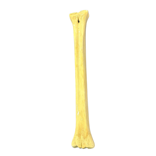 Real Giraffe Leg Bone About 23" long - Polished Giraffe Leg Bone