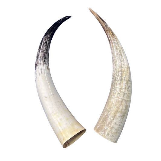 Watusi Horns Gorgeous Polished Cow Horn Set , 2 Natural Ox Horns (27" long)