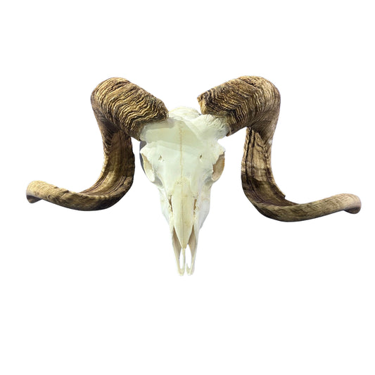 Real Ram Skull - BIG Merino Ram Skull - Size: 24"X13X8" Sheep Skull Horns Wall Art Antler Cowboy Gift, Western Decor, Horns 29 and 29.5"