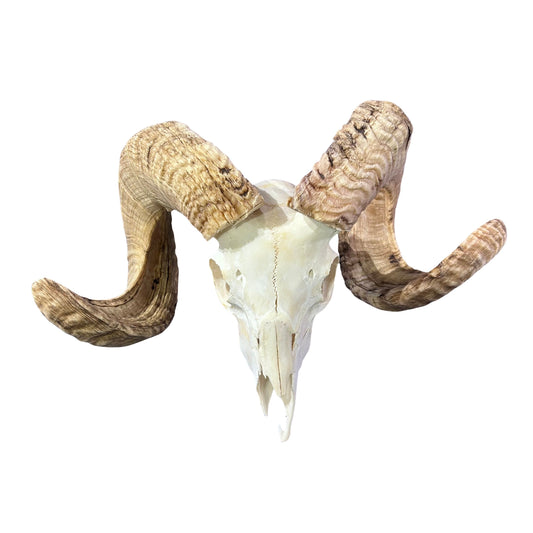 Real Ram Skull - Merino Ram Skull - Size: 18"X13X8" Sheep Skull Horns Wall Art Antler Cowboy Gift, Western Decor, 25" and 27.5" horns