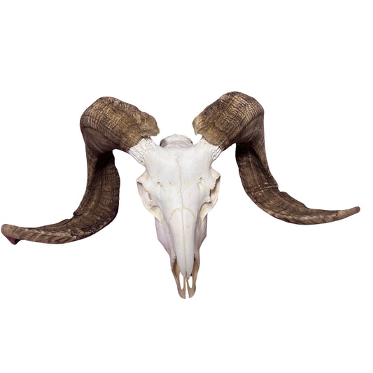 Real Merino Ram Skull – Detachable Horns, Western Wall Art, Cowboy Decor