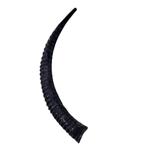 Yemenite Sable Shofar Size XXXL, Slightly Polished Kosher-made Sable Trumpet 33"