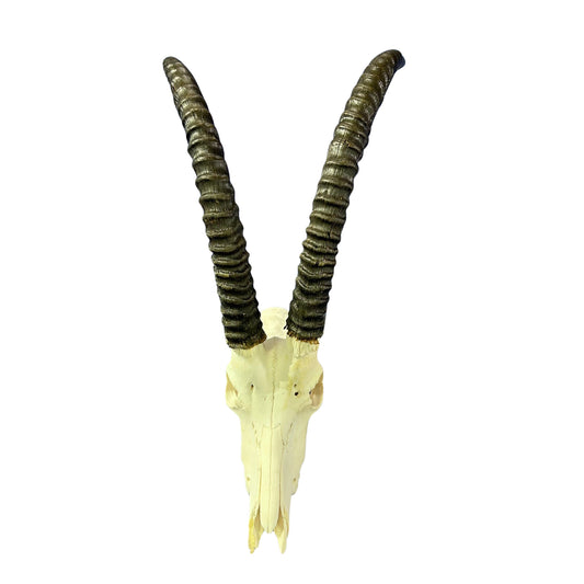 Sable Skull 35"- Deer Skull - Real African Antelope Horns & skull 38x19x16”