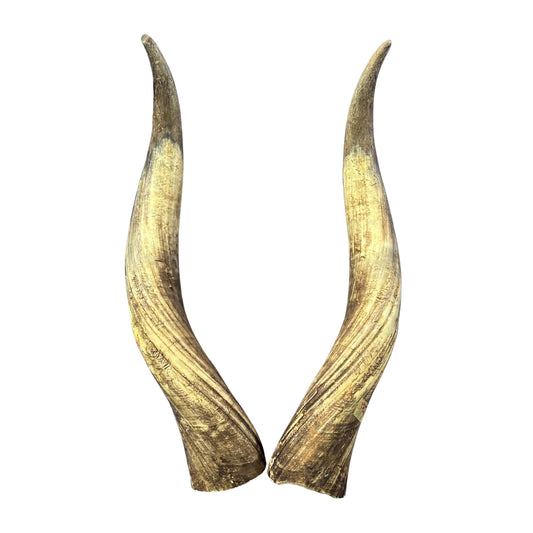 LongHorn Steer Horn Set (2 horns/left and right) - 26" long Horns Rustic Decor Arts and Crafts Longhorn - Steer Horns - Arts and Crafts