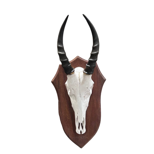 Blesbok Skull - Real Deer Skull on Shield- Approximate Size: 18LX6WX6.5D" Wall Art Animal Skull Real Deer Skull Wall Decor Blesbok Deer Head