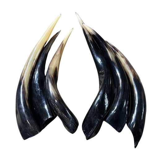 Kudu Horn Large, 16" around curls, great kudu horn, 1 Real Kudu Horn for Shofar