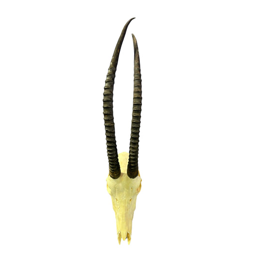 Real Sable Antelope Skull - Sable Skull with metal bracket on back Antelope Cranium Taxidermy