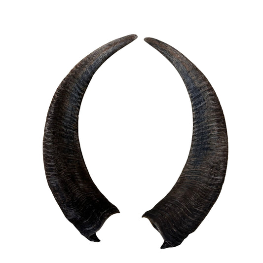 2 Barbary sheep Horns - Real Horn Antlers Arts and Crafts Real Horns Real Deer Antlers Real Animal Horns Audad Horn for arts craft