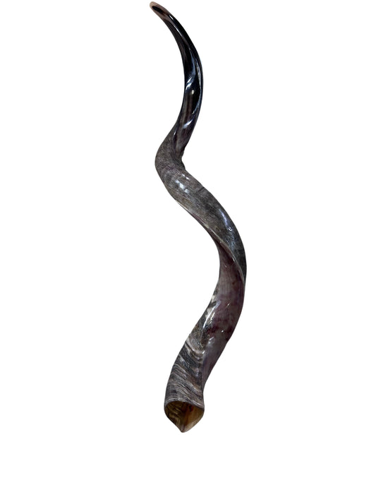 Trompette Shofar Kudu + corne de bélier - Taille XXL (entièrement polie) - Taille : environ 38" (mesurée droite)/plus de 45" autour des boucles
