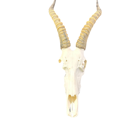 Crâne de cerf Véritables cornes d'antilope Blesbok CRÂNE D'ANIMAL DE TAXIDERMIE Crâne de Blesbok (endommagé) Taille moyenne : 25HX8DX10W pouces