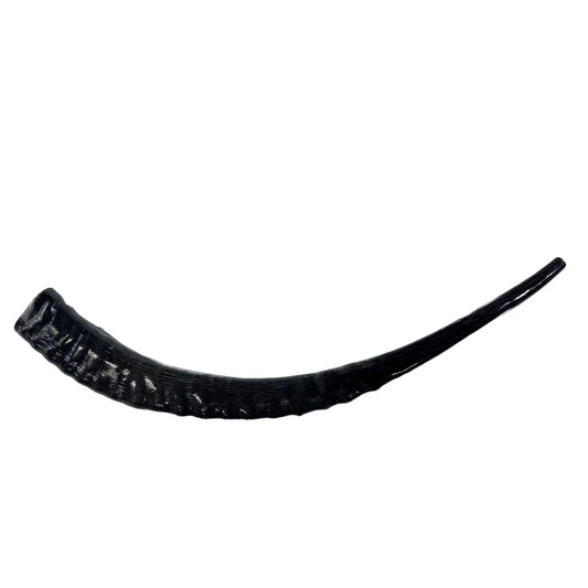 Sable Antelope Shofar or Trumpet, Sable Yeminete Shofar Size 27.5" Slightly Polished