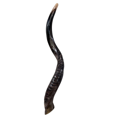 Kudu Yemenite Horn Shofar, New Kosher-made Kudu Trumpet, Medium Size 32"