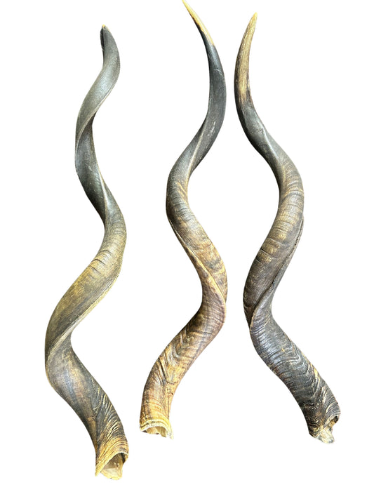Kudu Horn XXL, African Antelope Outer Horn HUGE Size XXL - Size: Approx. 38" (measured straight)/ around 48" measured around curls