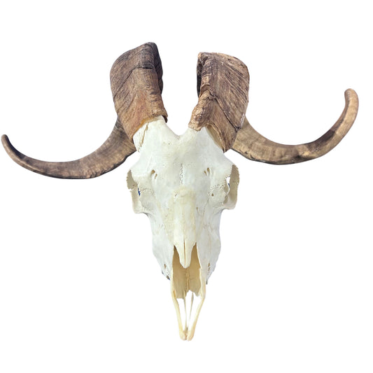 Real Angora Ram Skull - Approx Size: 16LX24WX12D inches