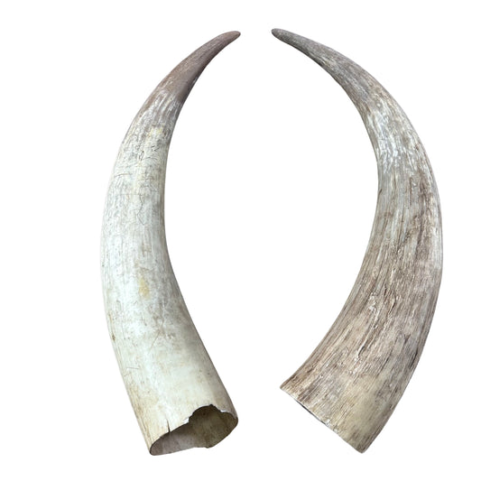Watusi Horns -Cow Horns Set of 2 - Natural Ox Horns (27" long)