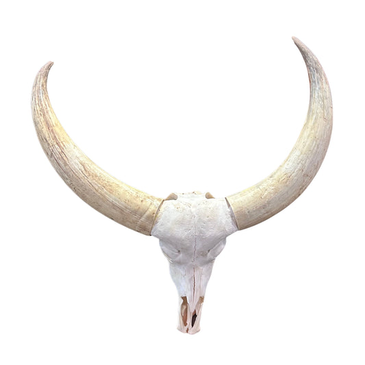 Watusi Skull Real Watusi Cattle Skull TAXIDERMY SKULL Bull Skull 40Lx27WX10D in