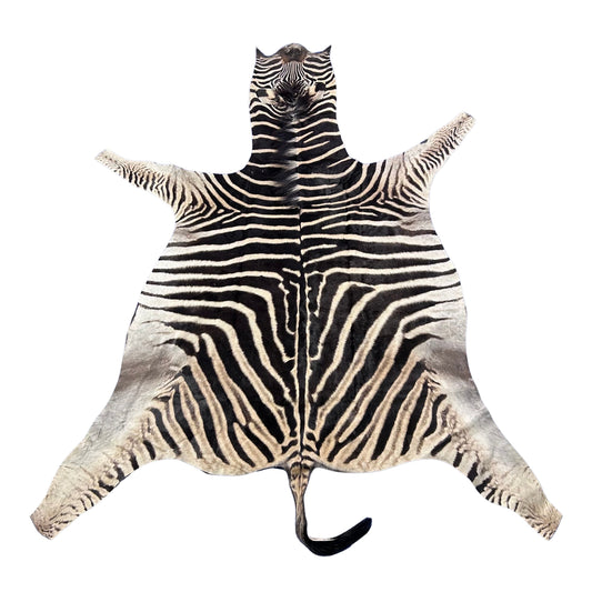 Real Zebra Skin Rug Hide # 36 HUGE Size: 7.3 X 6 feet - FREE ZEBRA PILLOW CASE