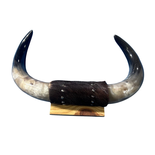 Steer Horn Mount 19 inches Wide - Polished Cow Horns Longhorn Mounted Taxidermy