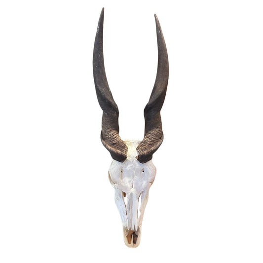 Eland Skull - Real African Antelope Horns and Skull- African Eland Cranium - 30"