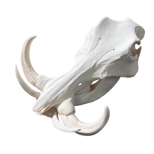 African Warthog Skull - Real Trophy Warthog Skull About 15 X 11 X7" - 11" tusks
