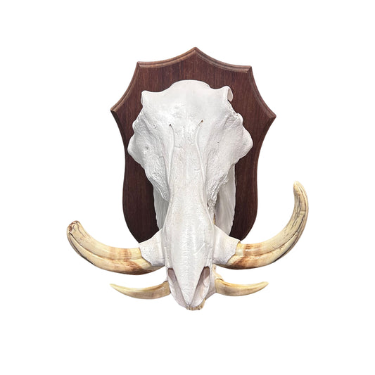 African Warthog Skull Real Skull on Wooden Shield About 15 X 11 X11" -8.5" tusk