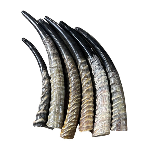 1 Waterbuck Shofar Kosher-Made Horn Shofar, Yemenite Horn Judaica Shofar Medium