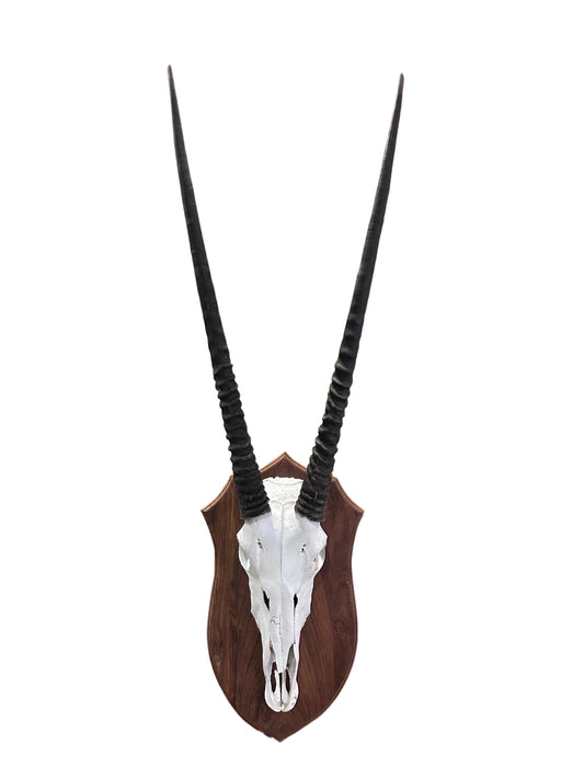 Oryx Skull - African Trophy Gemsbok Antelope Horn + Skull and Shield (30" horns)