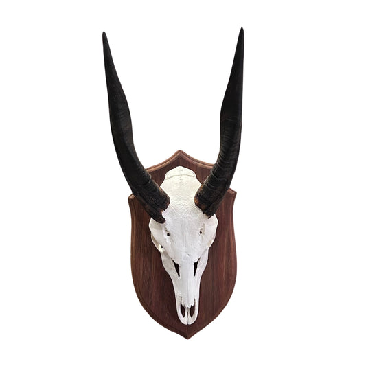 Real Bushbuck Skull - Bushbuck Antelope Skull- Size: 20 L X 6 W X 11 H"