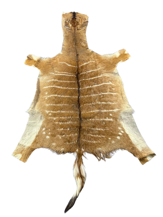 Nyala Skin Rug (Tail is 18") Female Nyala Antelope Hide Size 61x45" D-957