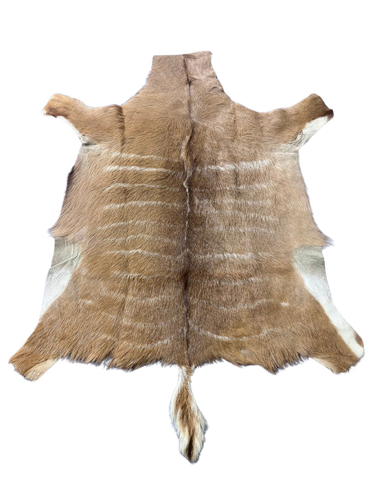 Kudu Skin Rug (Tail is 10") Real Greater Kudu Antelope Hide Size 44x39" D-960