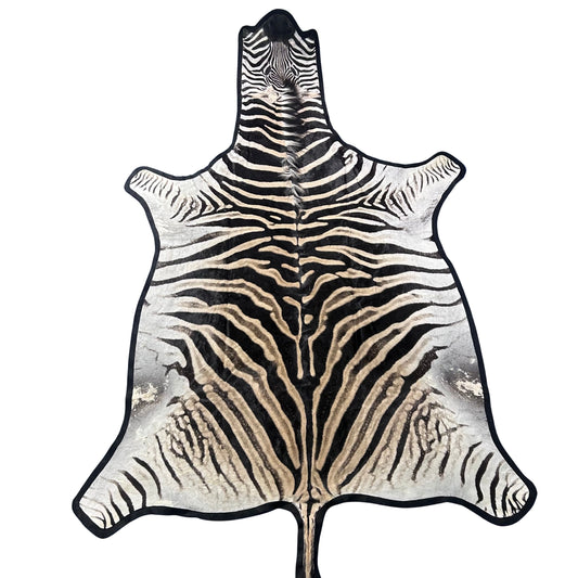 Real Zebra Skin Rug # 81 (Felted/Tail is 28") Size: 9x6 feet Genuine Burchells