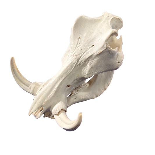 Real African Warthog Skull Size: About 14" X 11" X 8" Tusk are 8.5"