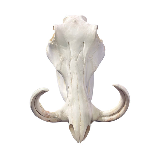 African Warthog Skull - Real Trophy Warthog Skull About 14 X 7 X7.5" - 7" tusks