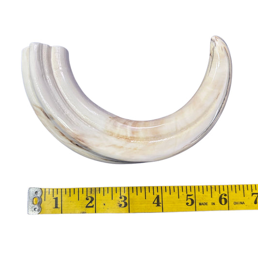 Warthog Tusk- 1 Genuine Polished Warthog Tusk - Size: Almost 11 inches