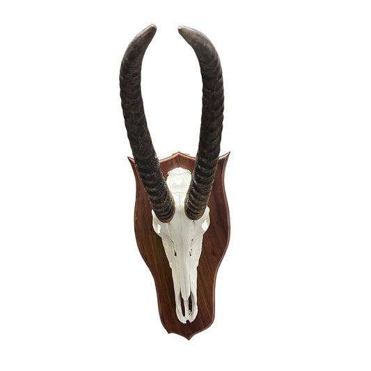 Waterbuck Skull - Real Waterbuck Antelope Skull with metal bracket Wall Art African Decor | 26”X25X11" inches - Taxidermy Skull