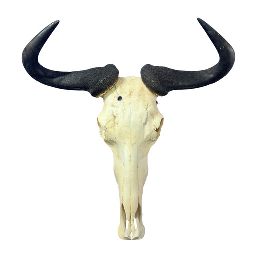 Wildebeest Skull (has a bullet hole/bit damaged back) Size: 24WX25LX7D inch