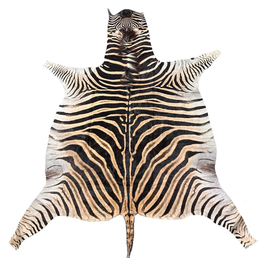 Tapis en peau de zèbre véritable n° 24 Taille énorme : 8,7 x 7 pieds - TAIE D'OREILLER ZEBRA GRATUITE