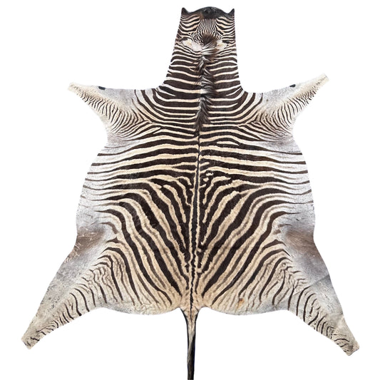 Real Zebra Skin Rug Hide #48 Size: 8 X 6.3 feet Genuine Burchells Zebra Hide