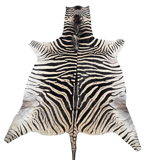 Real Zebra Skin Rug Hide # 37 Size: 8.3 X 6.5 feet Genuine Burchells Zebra Hide