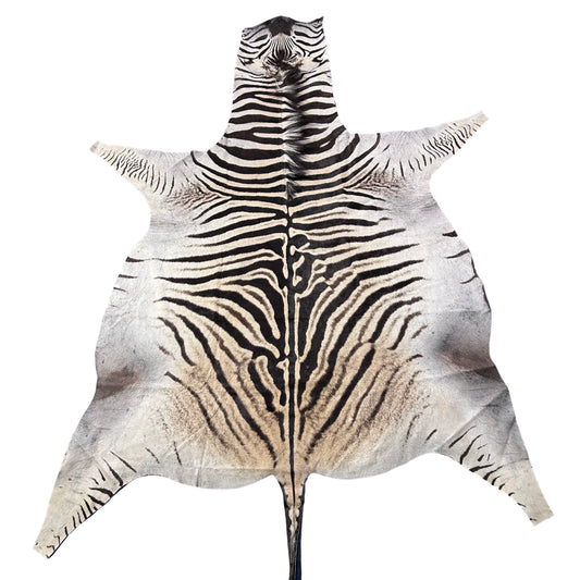 Real Zebra Skin Rug Hide # 40 Size: 8 X 6.5 feet Genuine Burchells Zebra Hide