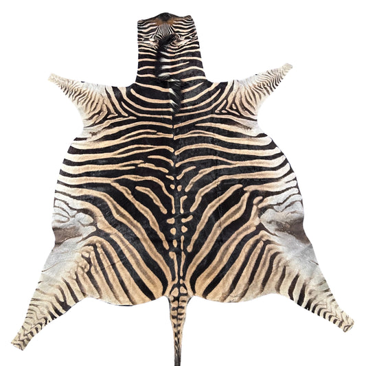 Real Zebra Skin Rug Hide # 41 Size: 8.5 X 7 feet Genuine Burchells Zebra Hide